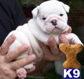 english bulldog puppy posted by samanthalynn