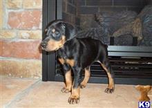 doberman pinscher puppy posted by samanthamoir