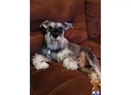 Miniature Schnauzer