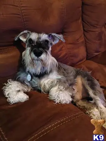 Miniature Schnauzer