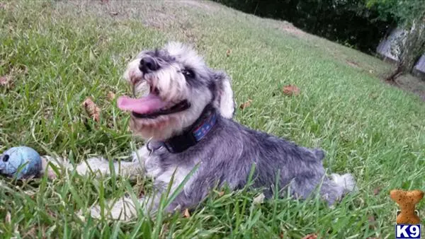 Miniature Schnauzer stud dog