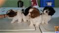 shih tzu puppy posted by samanttaaa