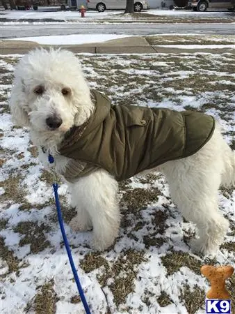 Goldendoodles stud dog