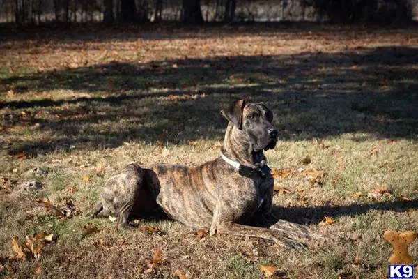 Great Dane stud dog