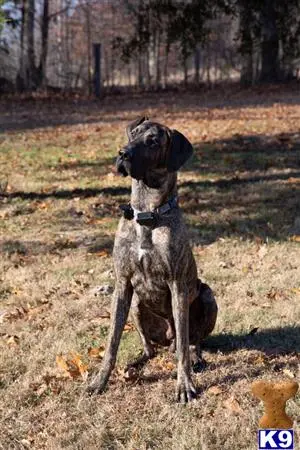 Great Dane stud dog