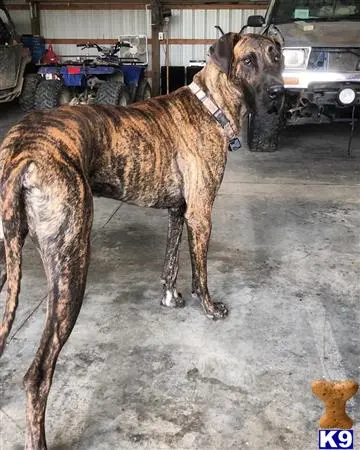 Great Dane stud dog