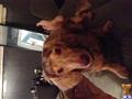 Dachshund stud dog: Brown and tan Dachshund lying on a couch, looking up