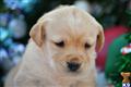 labrador retriever puppy posted by samlambert