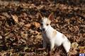 rat terrier puppy posted by samlambert