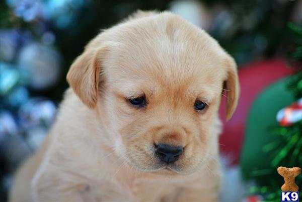 labrador retriever puppy posted by samlambert