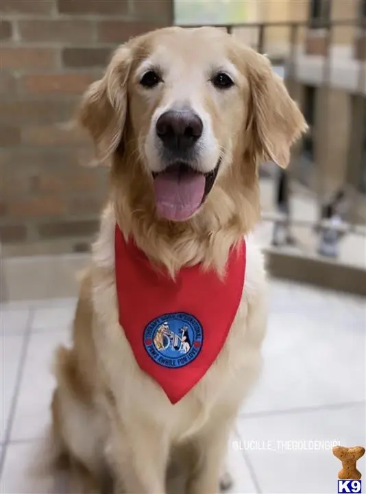 Golden Retriever female dog