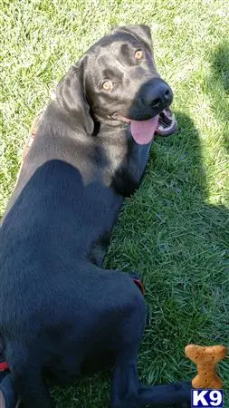 Labrador Retriever