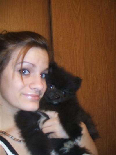 pomeranian stud fee pomeranian stud tinker 11 years pomeranian stud fee pomeranian stud tinker 11 years