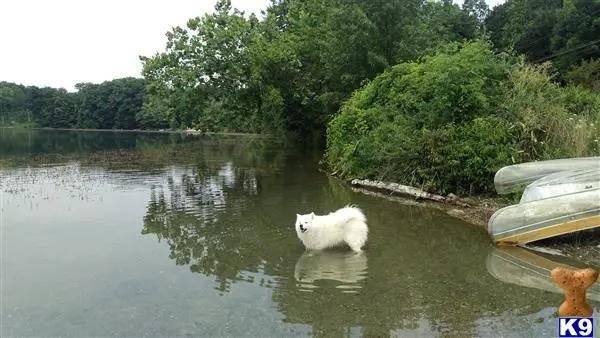 Samoyed