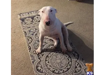 a bull terrier dog sitting on a rug