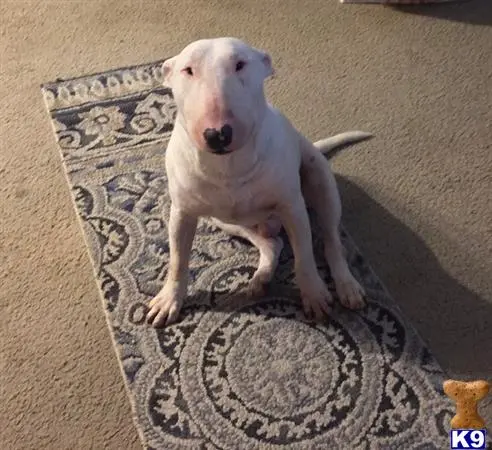 Bull Terrier stud dog