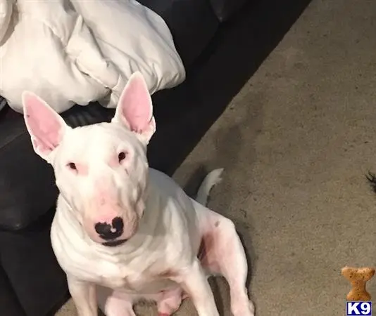 Bull Terrier stud dog