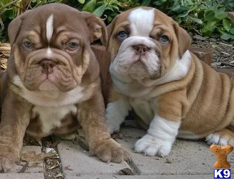 puppies for sale charleston wv puppies for sale in west virginia puppies for sale charleston wv puppies for sale in west virginia