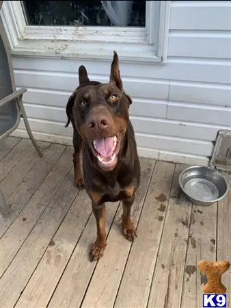 Doberman Pinscher stud dog