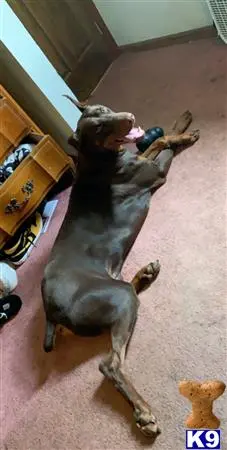 Doberman Pinscher stud dog