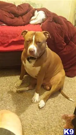 American Pit Bull stud dog