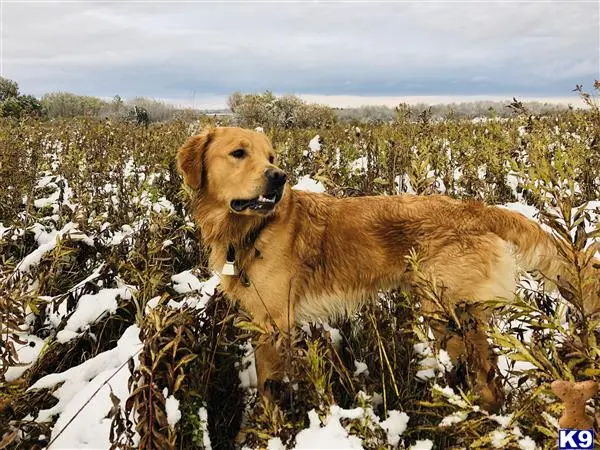 Golden Retriever stud dog