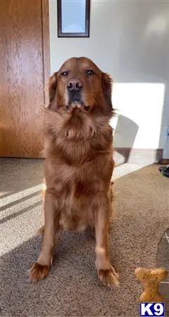 Golden Retriever stud dog