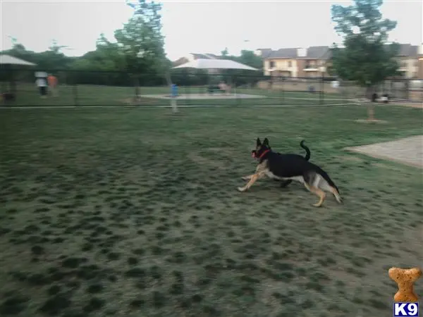 German Shepherd stud dog