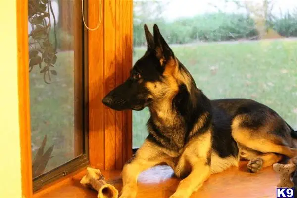 German Shepherd stud dog