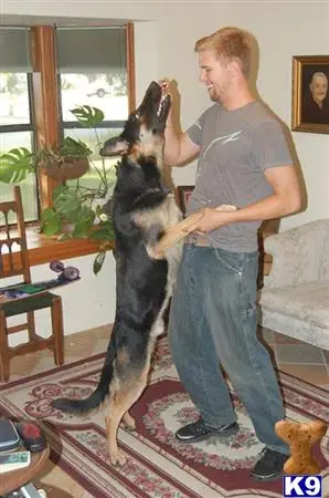 German Shepherd stud dog