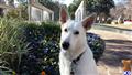 German Shepherd stud dog: White German Shepherd sitting near colorful flowers in a park