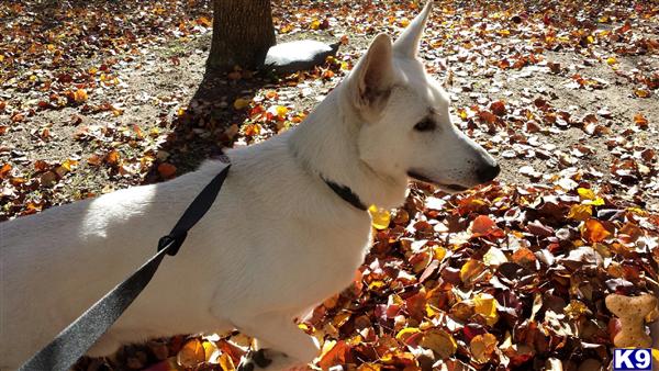 German Shepherd stud dog