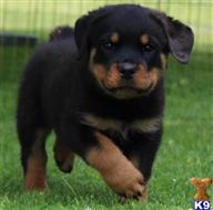 rottweiler puppy posted by sanchezme