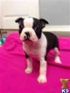 Boston Terrier