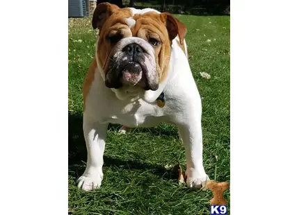 English Bulldog