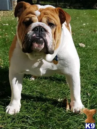 English Bulldog stud dog