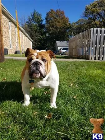 English Bulldog stud dog