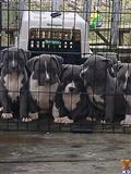 american pit bull puppy posted by sandmountainpitbulls