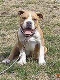 american pit bull puppy posted by sandmountainpitbulls
