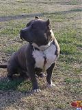 American Pit Bull stud dog: Gray and white American Pit Bull sitting on grass