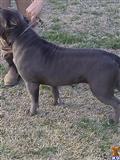American Pit Bull stud dog: Gray American Pit Bull standing on grass with a person nearby