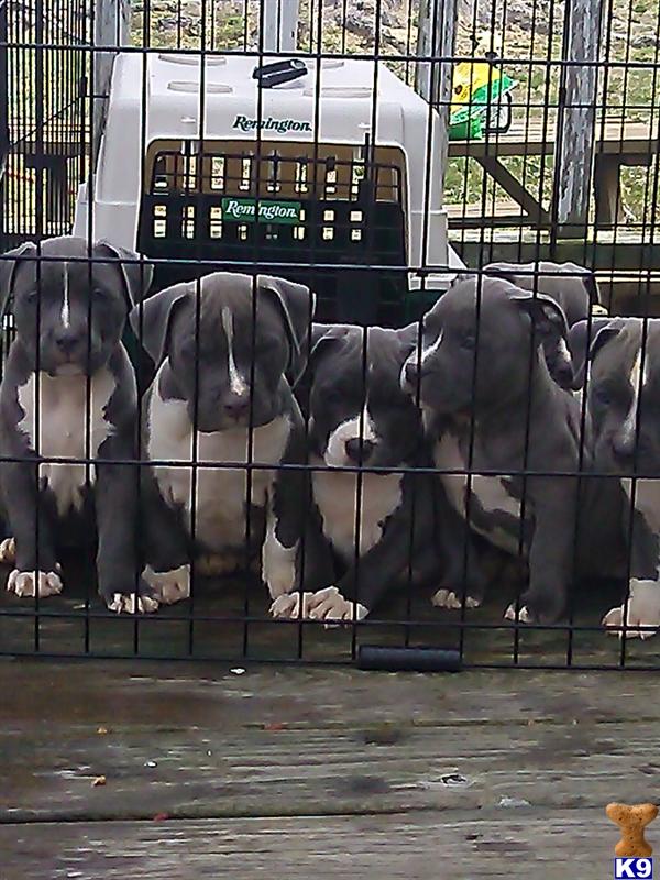 american pit bull puppy posted by sandmountainpitbulls