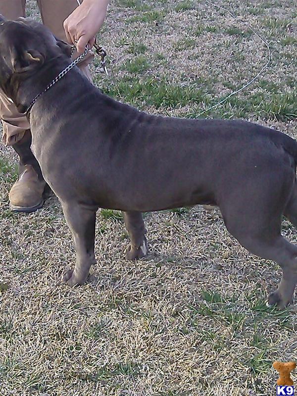 American Pit Bull stud dog