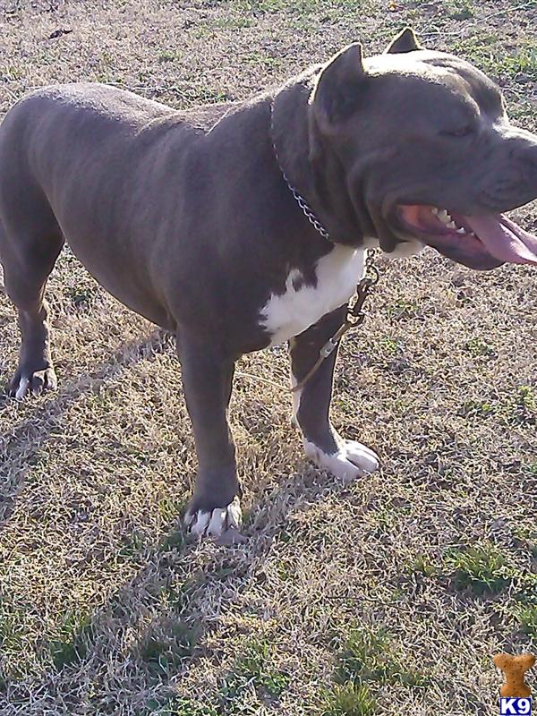 American Pit Bull stud dog