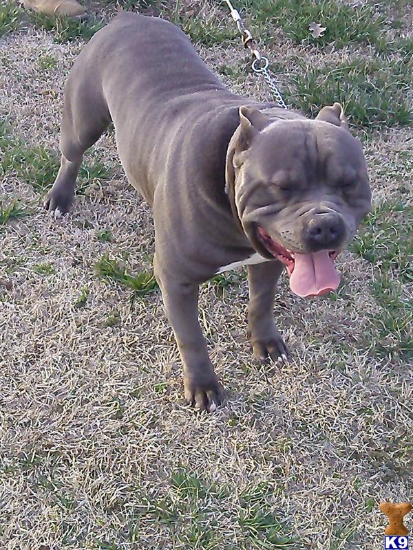 American Pit Bull stud dog