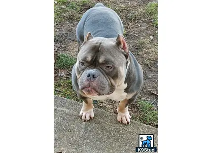 American Bully