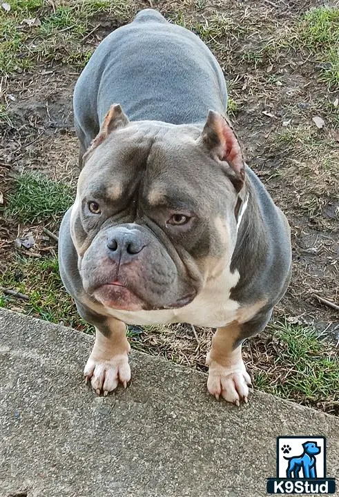 American Bully stud dog