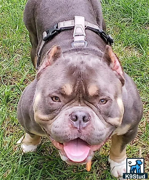 American Bully stud dog