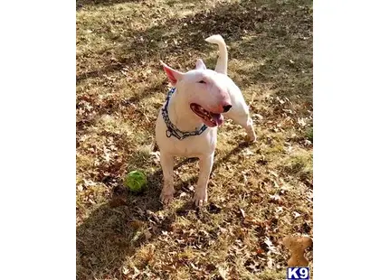 Bull Terrier