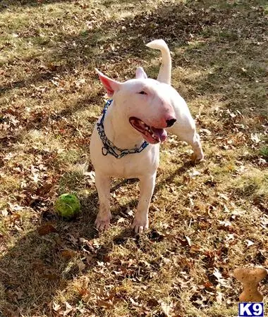 Bull Terrier stud dog